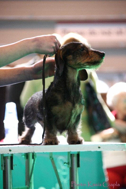 Crufts2011_2 883.jpg